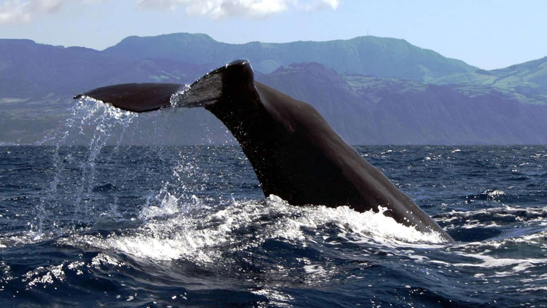 Whale watching in the Azores